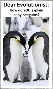 Dear Evolutionist... how do YOU explain baby penguins?