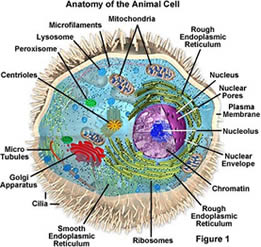 Picture of an animal cell